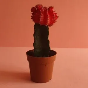 صبار القمر الأحمر pot 10cm