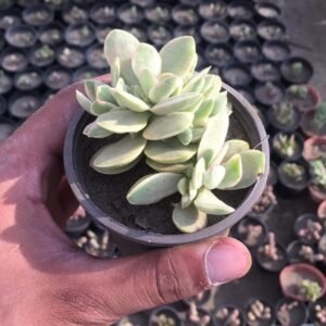 Crassula Arborescens (Silver Jade Plant) – Pot 10 cm