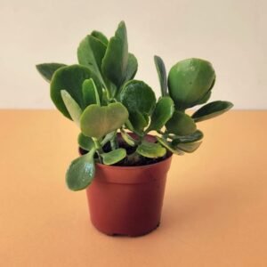 Crassula Ovata (Jade Plant) – Pot 10 cm