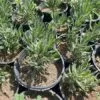 Lavender Plant – Pot 15 cm