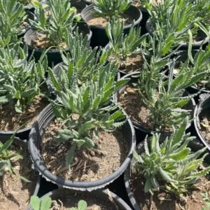 Lavender Plant – Pot 15 cm