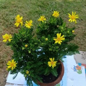 Yellow Euryops Plant