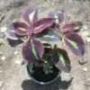 Coleus Plant – Pot 15 cm