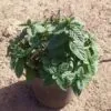 Local Mint Plant