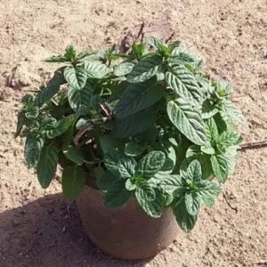 Local Mint Plant