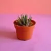 Compact zebra-striped succulent in a 10 cm pot, perfect for indoor decoration and easy to care for.