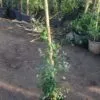 Istanbul Jasmine Plant – Height 80 to 90 cm ياسمين اسطنبولي