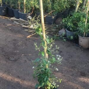 Istanbul Jasmine Plant – Height 80 to 90 cm