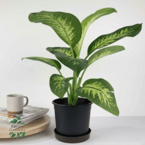 dieffenbachia