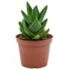 Aloe Brevifolia – Pot 10 cm