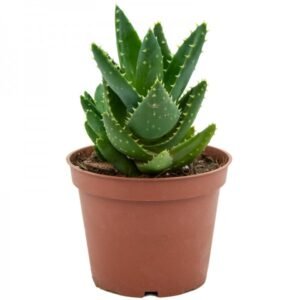 Aloe Brevifolia – Pot 10 cm