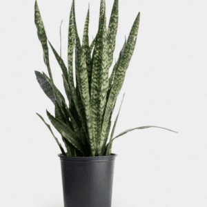 Sansevieria Zeylanica – Pot 15 cm