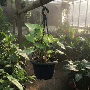 Syngonium 15cm Pot