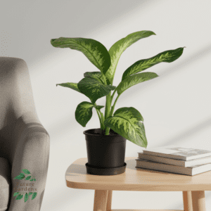 دفنباخيا pot 15cm