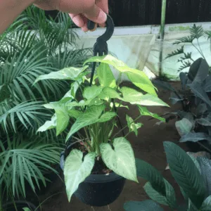 سنجنيوم pot 15cm