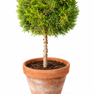 Lemon Cypress Topiary Ball Tree – Goldcrest Cupressus Macrocarpa (130–150 cm)