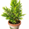 Lemon Cypress Tree – Goldcrest Cupressus Macrocarpa 100 cm 1m
