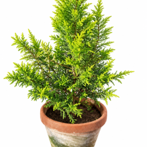 Lemon Cypress Tree – Goldcrest Cupressus Macrocarpa (100 cm / 1m)