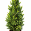 Lemon Cypress Tree – Goldcrest Cupressus Macrocarpa (160–200 cm)