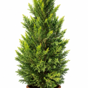 Lemon Cypress Tree – Goldcrest Cupressus Macrocarpa (160–200 cm)