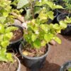 Arabian Jasmine