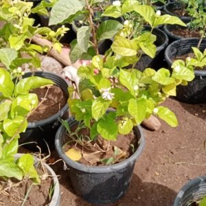Arabian Jasmine