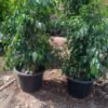 Blue Ficus Benjamina 62702 1