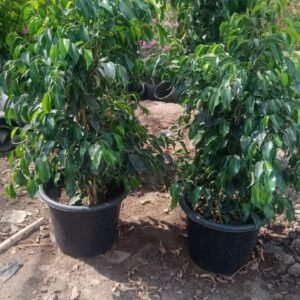Blue Ficus Benjamina