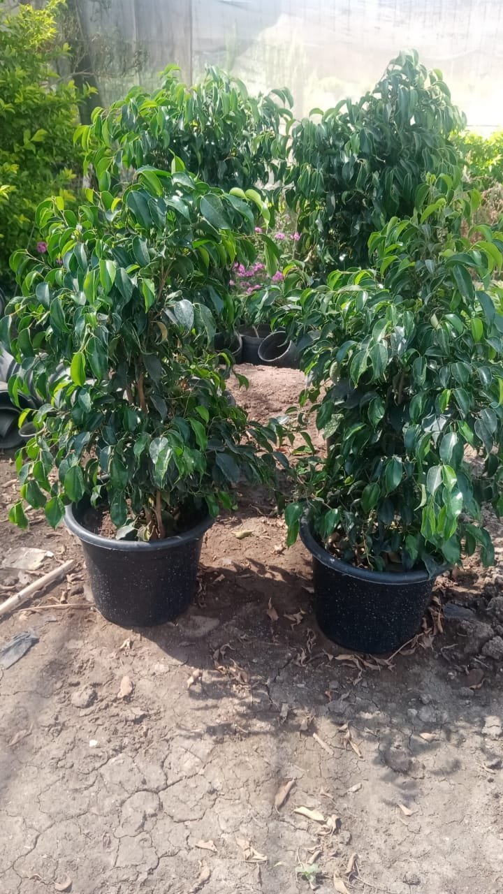 Blue Ficus Benjamina Blue Ficus Benjamina