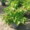 Mirabilis jalapa 62710