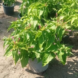 Mirabilis jalapa