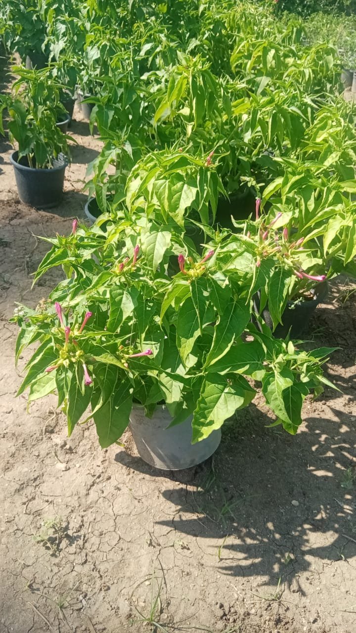 Mirabilis jalapa Mirabilis jalapa