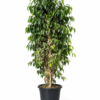 Blue Ficus Benjamina