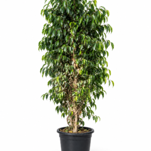 Blue Ficus Benjamina
