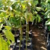 Avocado tree 71420