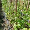 Passion fruit tree 71421