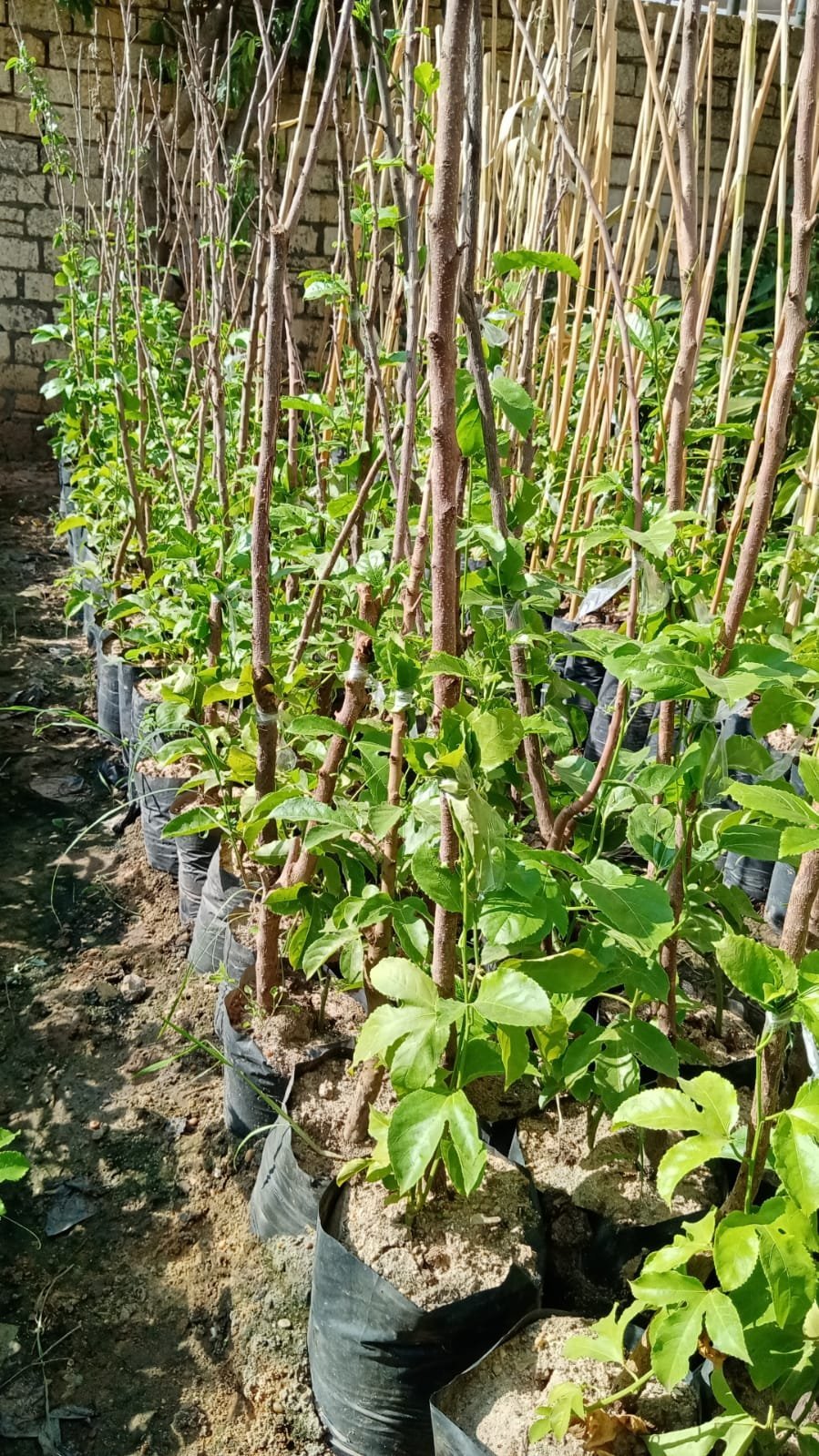 Passion fruit tree Passion fruit tree