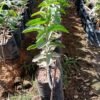 Guava tree 71423