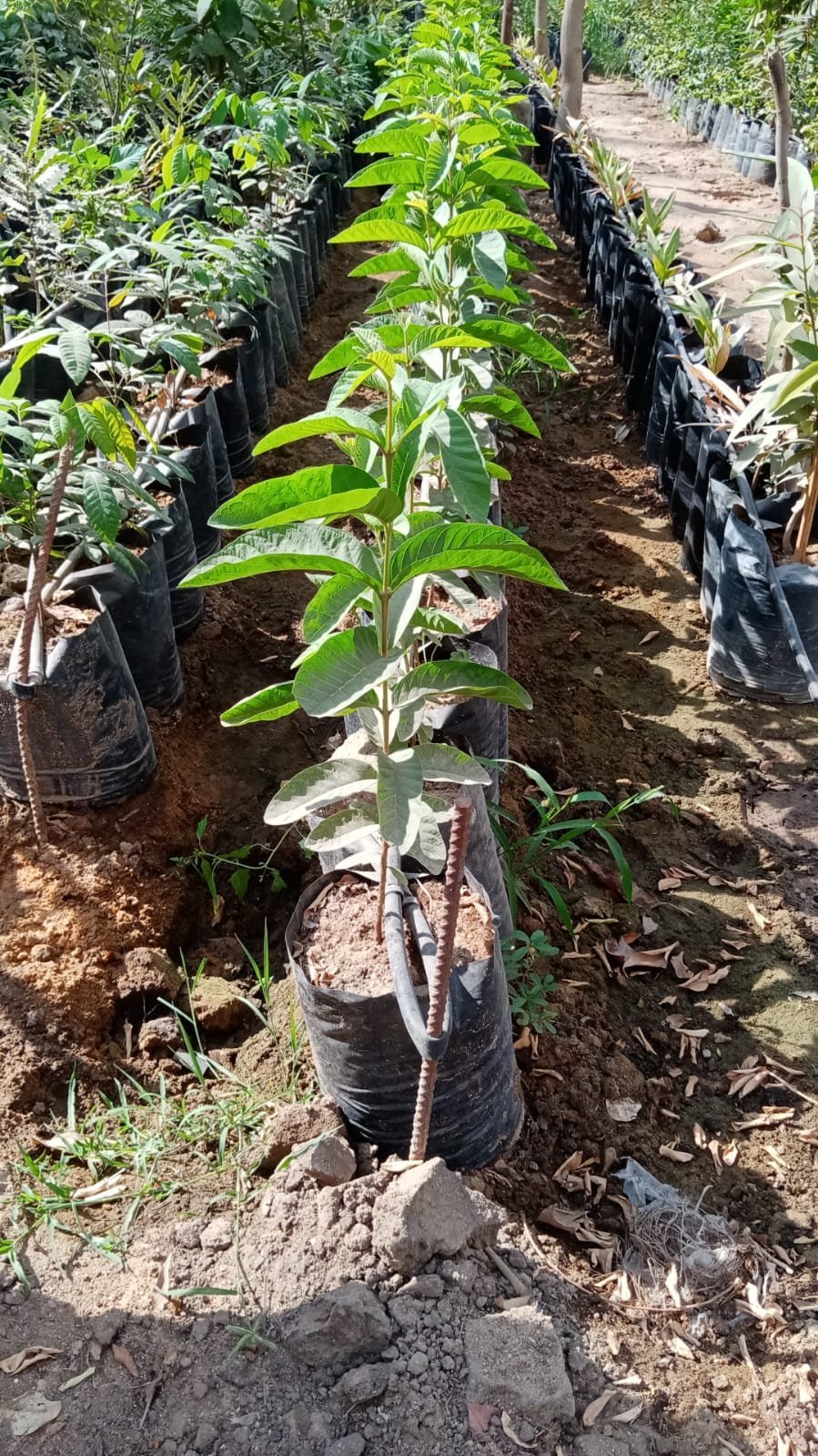 Guava tree Guava tree