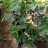 Barshoumi Fig Tree 71424