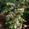 Sweet Cherry Tree 71450