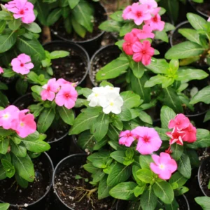 Madagascar Periwinkle Plant (Vinca Rosea / Catharanthus Roseus)