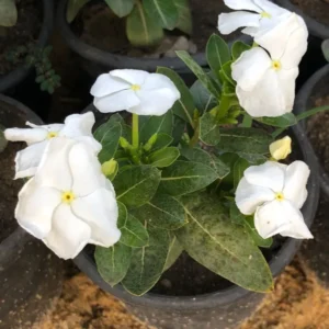 Madagascar Periwinkle Plant (Vinca Rosea / Catharanthus Roseus) - Image 2