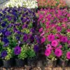 Petunia Hybrid Flowering Plant – Assorted Colors (14 cm Pot) Gemini Generated Image kuwf81kuwf81kuwf