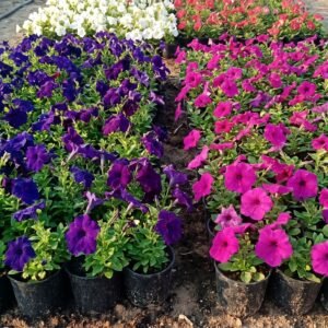 Petunia Hybrid Flowering Plant – Assorted Colors (14 cm Pot)