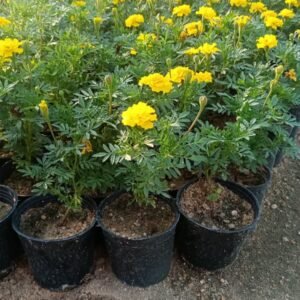 Orange & Yellow Marigold Flowering Plant – Tagetes (14 cm Pot) Orange & Yellow Marigold Flowering Plant – Tagetes (14 cm Pot) - Image 2