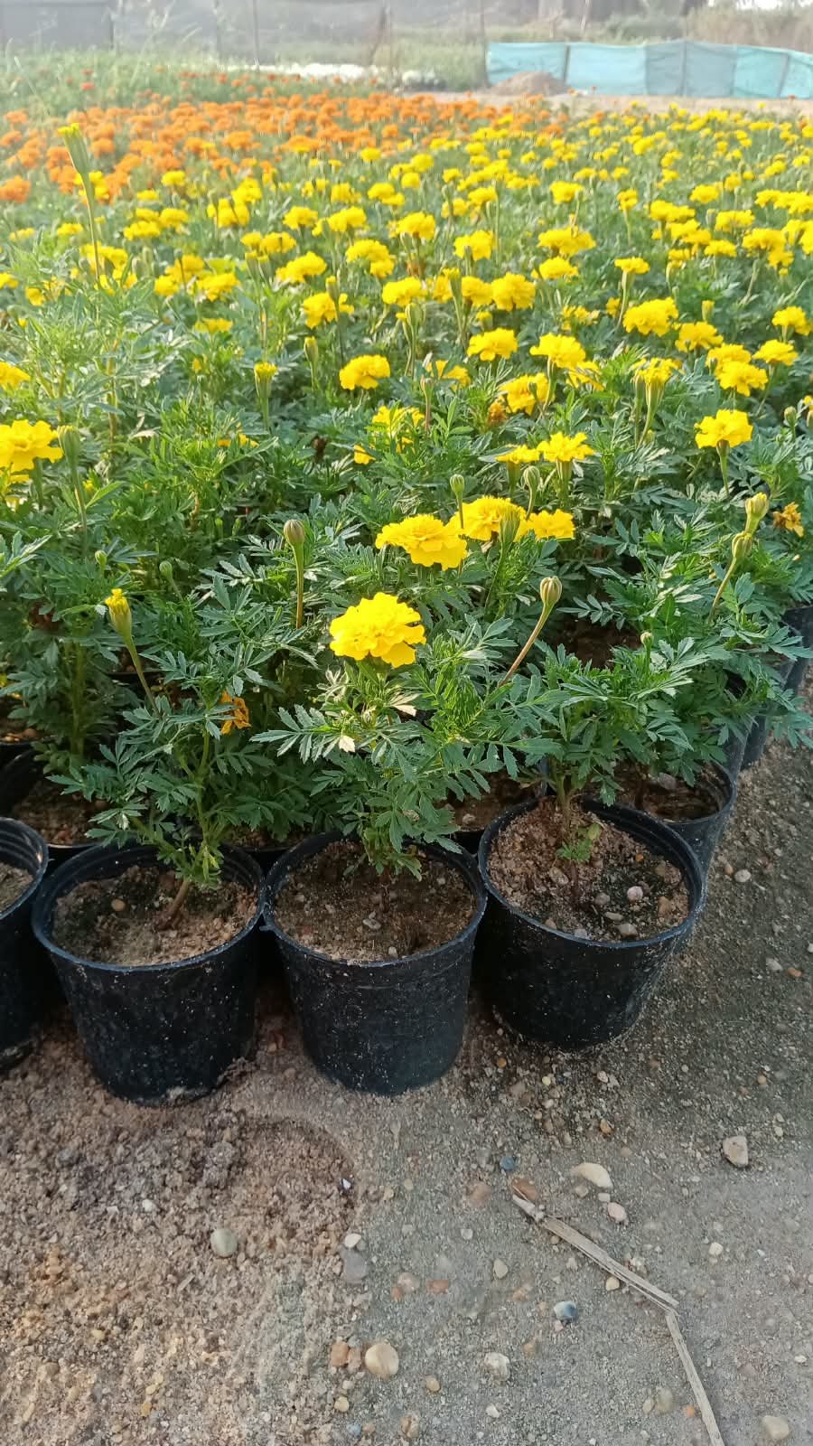 Orange & Yellow Marigold Flowering Plant – Tagetes (14 cm Pot) Orange & Yellow Marigold Flowering Plant – Tagetes (14 cm Pot) - Image 2