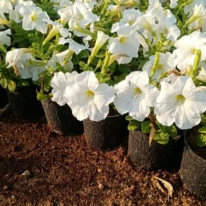 Petunia Hybrid Flowering Plant – Assorted Colors (14 cm Pot) - Image 3