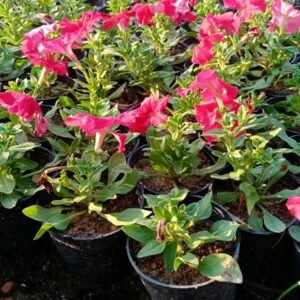 Petunia Hybrid Flowering Plant – Assorted Colors (14 cm Pot) - Image 4