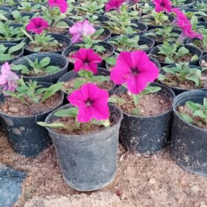 Petunia Hybrid Flowering Plant – Assorted Colors (14 cm Pot) - Image 5